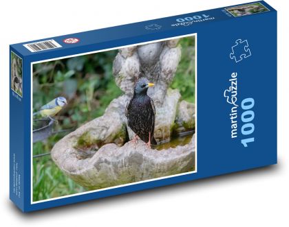 Špaček - koupání, voda - puzzle 1000 dílků