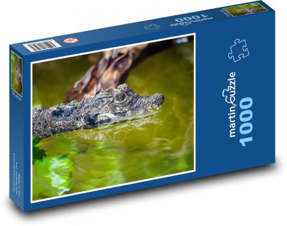 Západoafrický trpasličí krokodýl - zvíře, voda - Puzzle 1000 dílků, rozměr 60x46 cm