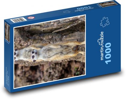Surikata zblízka - sledování, zvíře - puzzle 1000 dílků