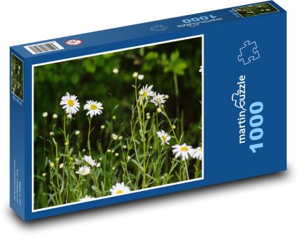 Stokrotka - kwiat, kwiaty łąkowe - Puzzle 1000 elementów, rozmiar 60x46 cm