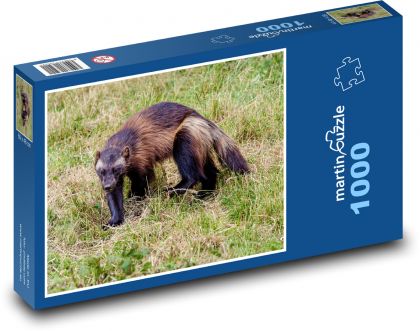 Wolverine - carnivore, predator - Puzzle 1000 pieces, size 60x46 cm 