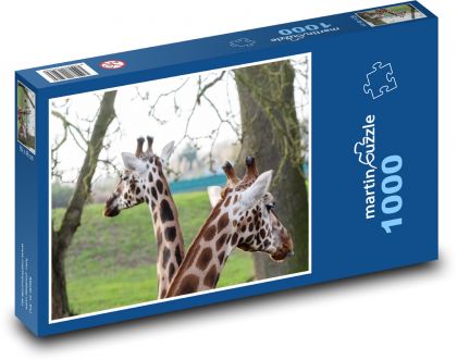 Žirafy - dlouhý krk, rohy - Puzzle 1000 dílků, rozměr 60x46 cm