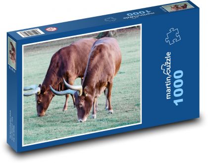 Ankole kráva - rohatá kráva, Afrika - Puzzle 1000 dílků, rozměr 60x46 cm