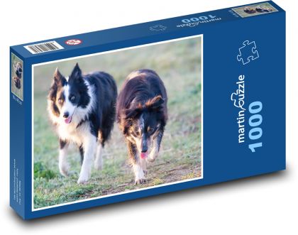 Pár psů - kolie, mazlíček - Puzzle 1000 dílků, rozměr 60x46 cm