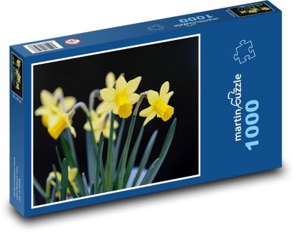 Narcisy - žluté květy, jaro - Puzzle 1000 dílků, rozměr 60x46 cm