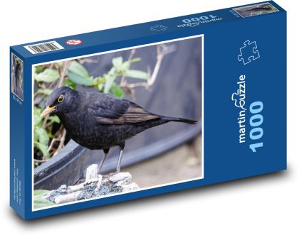 Kos - černý pták, zvíře - Puzzle 1000 dílků, rozměr 60x46 cm