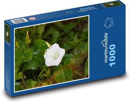 Winde - weiße Blume, Pflanze - Puzzle - 1000 Teile