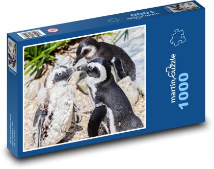 Tučňák brýlový - zvíře, v zoo - Puzzle 1000 dílků, rozměr 60x46 cm