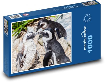 Tučniak okuliarový - zviera, v zoo - Puzzle 1000 dielikov, rozmer 60x46 cm