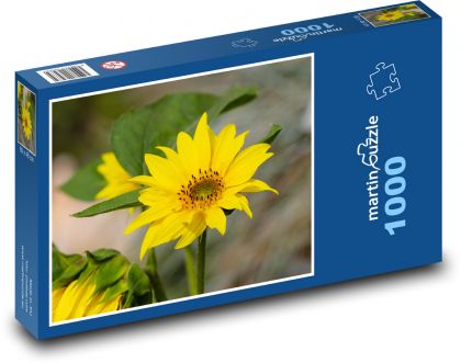 Sunflower - yellow flower, flower - Puzzle 1000 pieces, size 60x46 cm 
