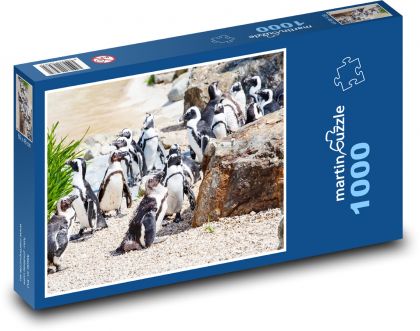 Skupina tučňáků - zoo, tučňák brýlový - Puzzle 1000 dílků, rozměr 60x46 cm