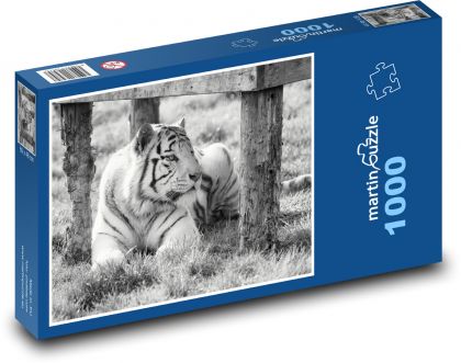 Biały tygrys - niewola, zoo - Puzzle 1000 elementów, rozmiar 60x46 cm
