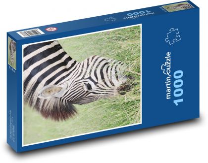 Zebra - pruhované zvíře, Afrika - Puzzle 1000 dílků, rozměr 60x46 cm
