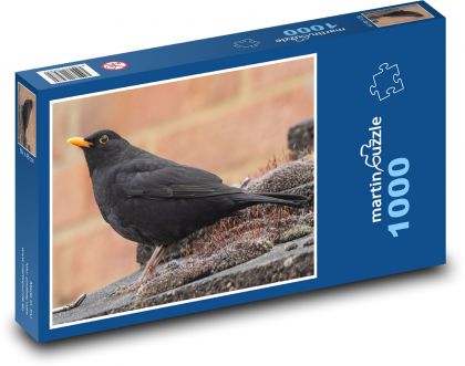 Čierny kos - vták, oranžový zobák - Puzzle 1000 dielikov, rozmer 60x46 cm