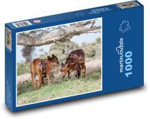 Wypas cieląt - młode krowy, bydło Puzzle 1000 elementów - 60x46 cm