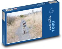 Schnoodle - domácí mazlíček, pes Puzzle 1000 - 60x46 cm