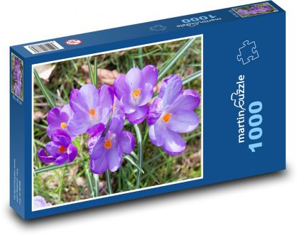 Krokus - květina, zahrada - Puzzle 1000 dílků, rozměr 60x46 cm