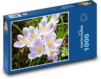 Krokus - květ, jaro - Puzzle 1000 dílků, rozměr 60x46 cm