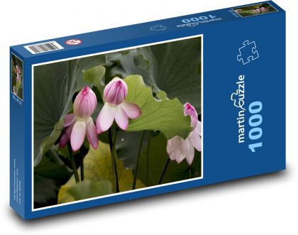 Leknín - vodní květina, květ - Puzzle 1000 dílků, rozměr 60x46 cm