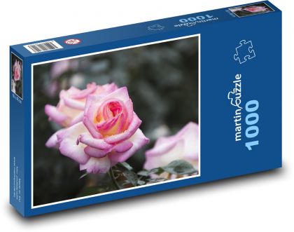 Różowa róża - kwiat, botanika - Puzzle 1000 elementów, rozmiar 60x46 cm