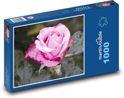 Růžová růže - květ, zahrada - Puzzle 1000 dílků, rozměr 60x46 cm