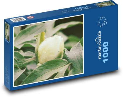 Biela pivonka - záhrada, kvetina - Puzzle 1000 dielikov, rozmer 60x46 cm