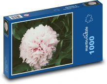 Růžová pivoňka - květ, zahrada Puzzle 1000 dílků - 60 x 46 cm