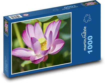 Lotus - květ, okvětní lístky - puzzle 1000 dílků
