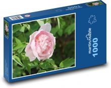 Ružová pivonka - ružový kvet, kvetina Puzzle 1000 dielikov - 60 x 46 cm