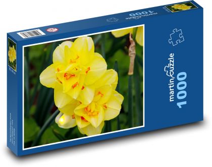 Yellow daffodils - flowers, botany - Puzzle 1000 pieces, size 60x46 cm 