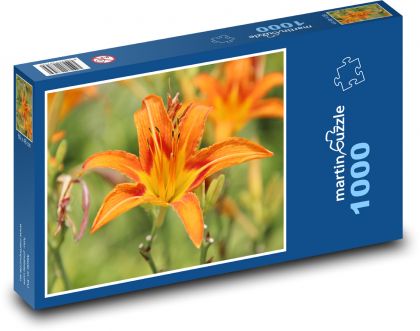 Orange daylily - orange flower, garden - Puzzle 1000 pieces, size 60x46 cm 