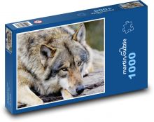 Wilk szary - zwierzę, ssak Puzzle 1000 elementów - 60x46 cm
