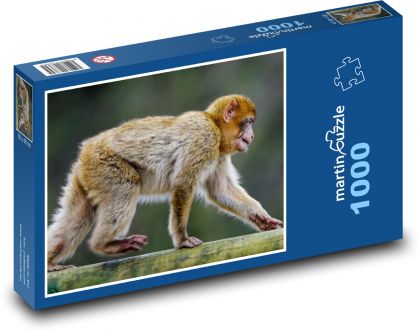 Małpa berberyjska - makak, zwierzę - Puzzle 1000 elementów, rozmiar 60x46 cm