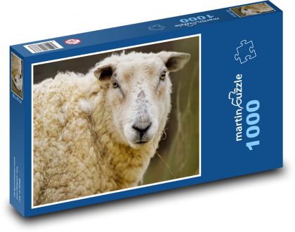 Ovce - zvíře, savec - Puzzle 1000 dílků, rozměr 60x46 cm