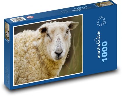 Sheep - animal, mammal - Puzzle 1000 pieces, size 60x46 cm 