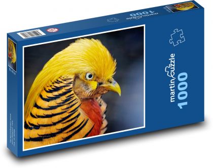 Golden pheasant - bird, feather - Puzzle 1000 pieces, size 60x46 cm 