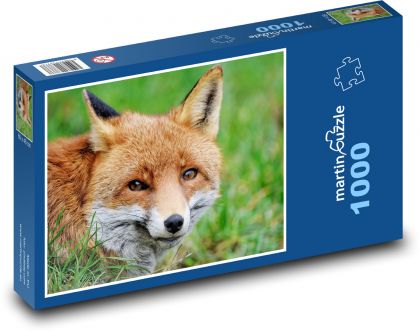 Rezavá liška - divoké zvíře, savec - Puzzle 1000 dílků, rozměr 60x46 cm