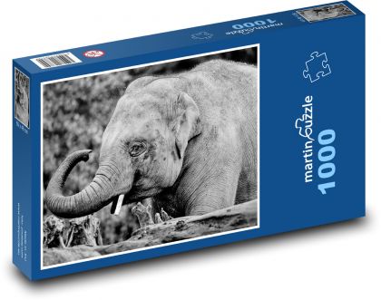 Slon indický - sloník, zviera - Puzzle 1000 dielikov, rozmer 60x46 cm