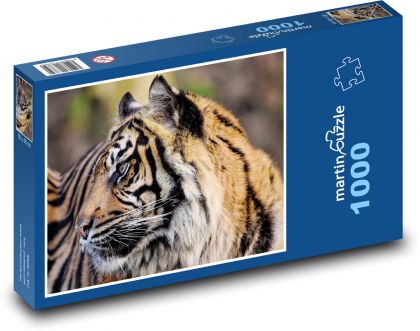 Tygr - divoká kočka, zvíře  - Puzzle 1000 dílků, rozměr 60x46 cm