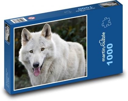 Bílý vlk - divoké zvíře, savec - Puzzle 1000 dílků, rozměr 60x46 cm