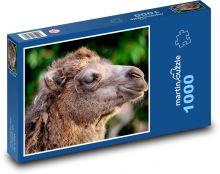 Wielbłąd dwugarbny - zwierzę, głowa Puzzle 1000 elementów - 60x46 cm