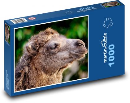 Double hump camel - animal, head - Puzzle 1000 pieces, size 60x46 cm 