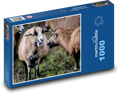 Kamerunská ovca - cicavec, zviera - Puzzle 1000 dielikov, rozmer 60x46 cm