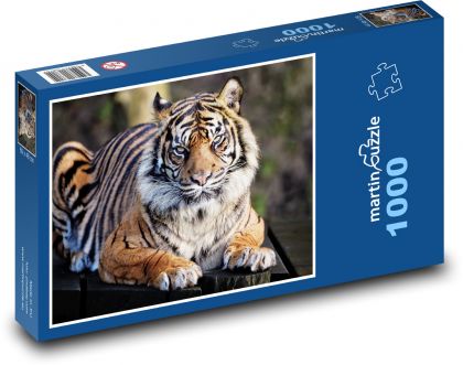 Tygr - velká kočka, zvíře - Puzzle 1000 dílků, rozměr 60x46 cm