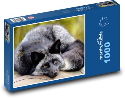 Silver fox - beast, beast - Puzzle 1000 pieces, size 60x46 cm 
