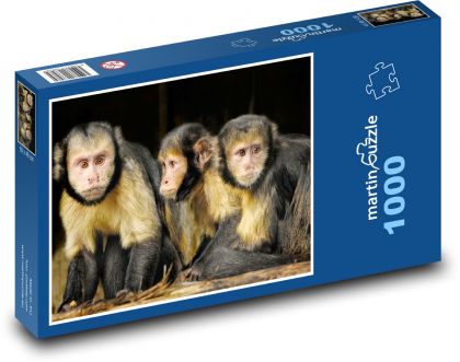 Malpa kapucínská - opice, primát  - Puzzle 1000 dílků, rozměr 60x46 cm
