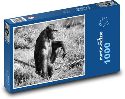Šimpanz - opice, zoo - Puzzle 1000 dílků, rozměr 60x46 cm