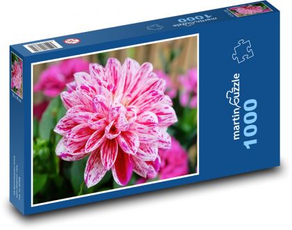 Jiřina - květina, zahrada - Puzzle 1000 dílků, rozměr 60x46 cm