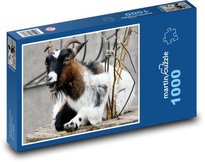 Africká trpasličí koza - zvíře, farma - Puzzle 1000 dílků, rozměr 60x46 cm