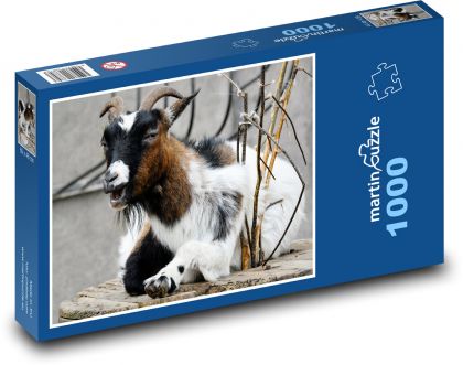 Afrykańska koza karłowata - zwierzę, gospodarstwo - Puzzle 1000 elementów, rozmiar 60x46 cm
